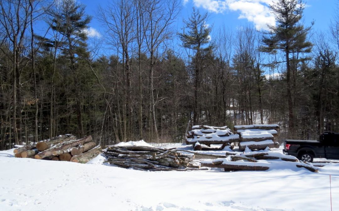 Harvesting Firewood